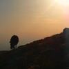 夕焼けの中、ネムルート山の草を食べるロバ