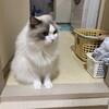 僕が準備するのを見守ってくれたふくちゃん