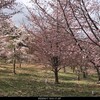 ４月１８日（火）会津の高地に雪が降る、例年桜鑑賞の最後は桜峠と決めている、