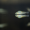 ミナミメダカ Oryzias latipes