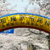 市制施行７０周年記念第５１回相模原市民桜まつり開催結果、相模原市の発表(2024/4/9)
