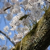 近衛邸跡の糸桜