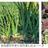 玉ねぎを収穫しました！