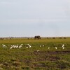 アフリカゾウ(African Elephant)