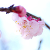  アンズ：杏　杏子　花杏