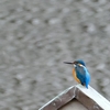 野鳥館になりました！