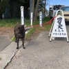 甲斐犬愛護会第148回展覧会の始まり