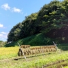 24/09/14　谷戸田の風景　冬季湛水田んぼの稲刈り