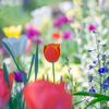 春の花壇