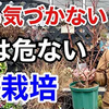 【植え替えしないは罪】冬に必ずやるべき植え替え方法教えます　　　　　　　　【カーメン君】【園芸】【ガーデニング】【初心者】