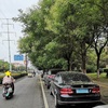 種も花も舞っています(*´▽｀*)７月の中国開封市、街路樹の下に車を停める時は要注意☆