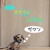 【仙台カフェ】一番町にオープンしたばかりの犬カフェ"Rio" 沢山のワンコがいる癒しの空間が登場