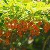 初夏の六甲高山植物園を訪ねて（PartⅠ）
