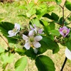 ブラックベリーの花が咲いています。