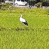 コウノトリ来てました～～～～～🐥