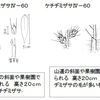 コチヂミザサとケチヂミザサ