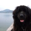 一人暮らしは犬猫を飼わない方がいい？飼うのをやめた方がいい人の特徴