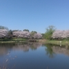 蓮田西城沼公園の桜