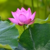 大賀蓮