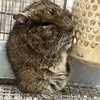 我が家のデグーが旅立つ