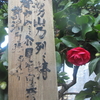 つらつら椿