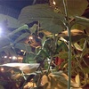 カマキリ展in伊丹市昆虫館