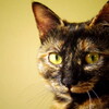 ーＯＯＯ-ねころがる
