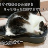 冷蔵庫の使い方が分からない…