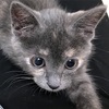 幸運を呼ぶ猫ちゃん💛