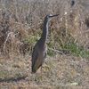 野鳥オンパレード