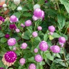 猫じゃらしのようなピンクの花 ノゲイトウ ドライフラワーの魅力とは Natural Gift ナチュラルギフト オーナーブログ 猫じゃらしのようなピンクの花 ノゲイトウ ドライフラワーの魅力とは Natural Gift ナチュラルギフト オーナーブログ