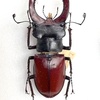 Lucanus cervus tauricus Motschulsky, 1845 タウリクスヨーロッパミヤマクワガタ