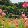 久里浜 花の国