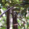 七沢森林公園で探鳥してみた