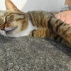 7月前半の #ねこ #cat #猫 その2 