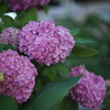 オールドレンズの魅力：紫陽花写真