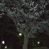 深夜の花見