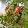 ナヨンナーヨックの髭おじさん　Coppersmith Barbet