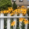 Rudbeckia