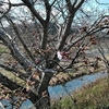 穴場の桜は　三分咲き