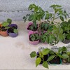 春夏野菜の植え替え