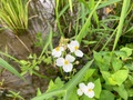 今日の朝、田んぼの周りで見た花たち。