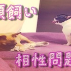多頭飼い 相性問題 Lg姉弟の場合 フレブルlgお散歩 日和 多頭飼い 相性問題 Lg姉弟の場合 フレブルlgお散歩 日和