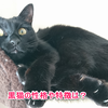 黒猫の性格と魅力！人気がない理由とは