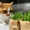 大活躍だった無印の猫草。食べごろから約一週間でしおしおに（涙）