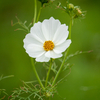 コキア以外の花も見られます  