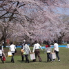 もう一度行きたい桜の名所【弘前城】（後編）