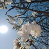 桜の満開はもうすぐ…熊本に行ってきました!!