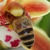 金稜辺を撮影中　蜜蝋　 Taking pictures of Cymbidium pumilum