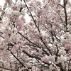 ワークマン　デザインサロペット　　桜がイイ感じ🌸お花見